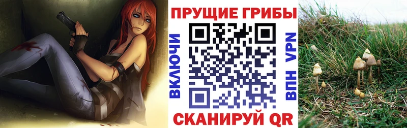 где продают наркотики  Назрань  shop наркотические препараты  Псилоцибиновые грибы ЛСД 